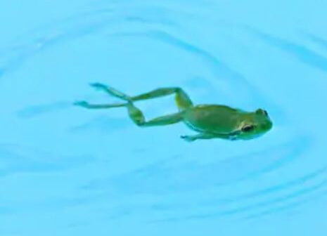 manfaat berenang gaya katak