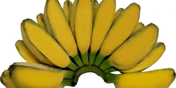 pisang kepok - pisang untuk bayi