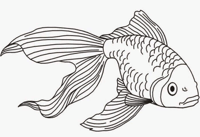 Cara Mudah  Membuat Sketsa  Gambar Ikan  Berikut Contoh Koi 