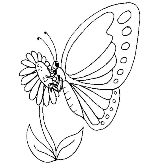 Sketsa Dari Gambar Seekor Kupu-kupu Merupakan Hasil Dari Proses ...
