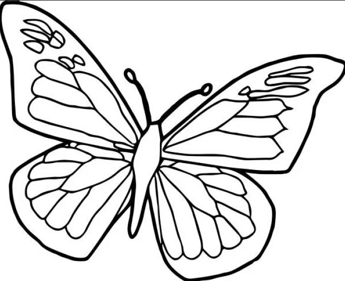 gambar untuk mewarnai kupu kupu