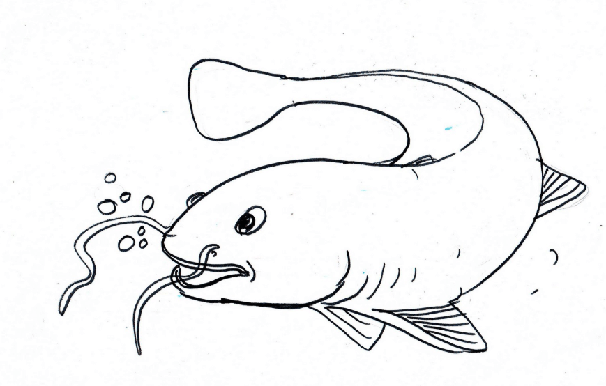 Sketsa gambar ikan lele kemis dua