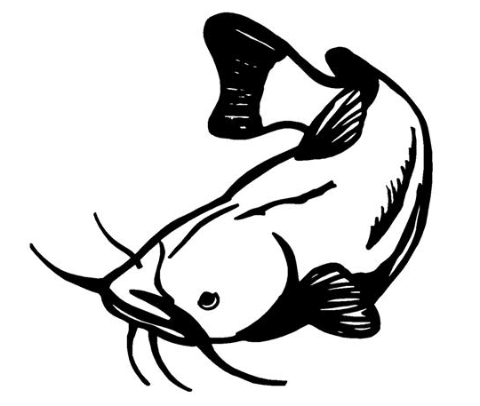 sketsa gambar ikan lele