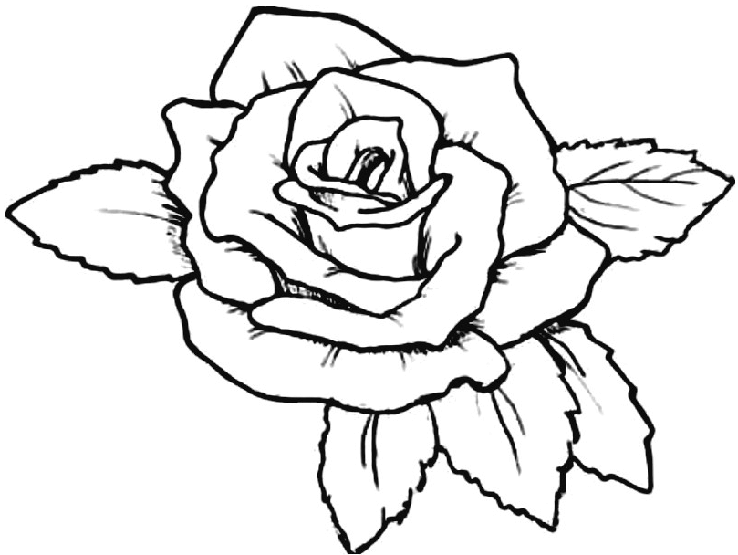 gambar mewarnai bunga mawar
