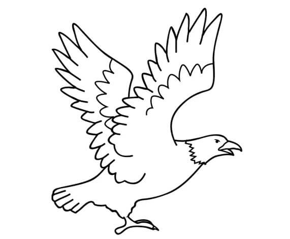 sketsa gambar burung elang
