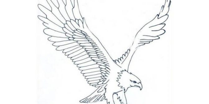 sketsa gambar burung elang