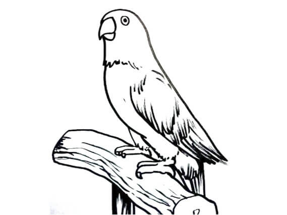 Download Sketsa Gambar Burung Lovebird, Ini Jenis-Jenisnya