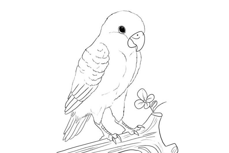 sketsa gambar burung lovebird