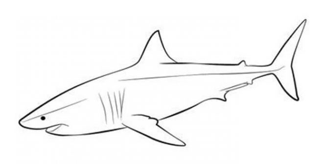 sketsa gambar ikan hiu