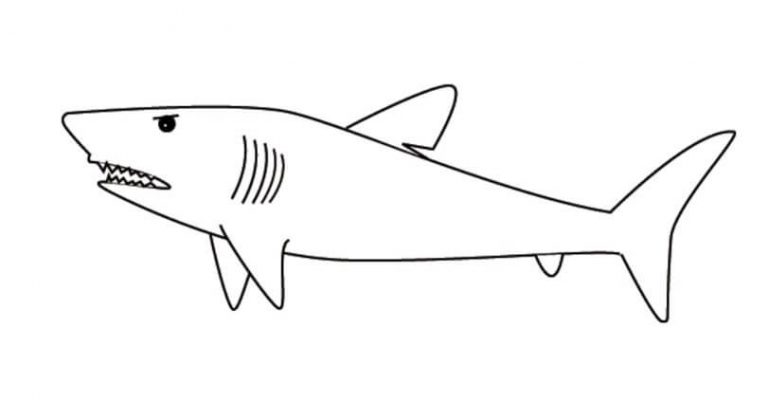 Cara Mudah Membuat Sketsa Gambar Ikan [Berikut Contoh, Koi]