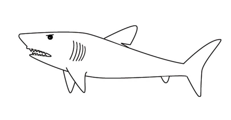 sketsa gambar ikan hiu
