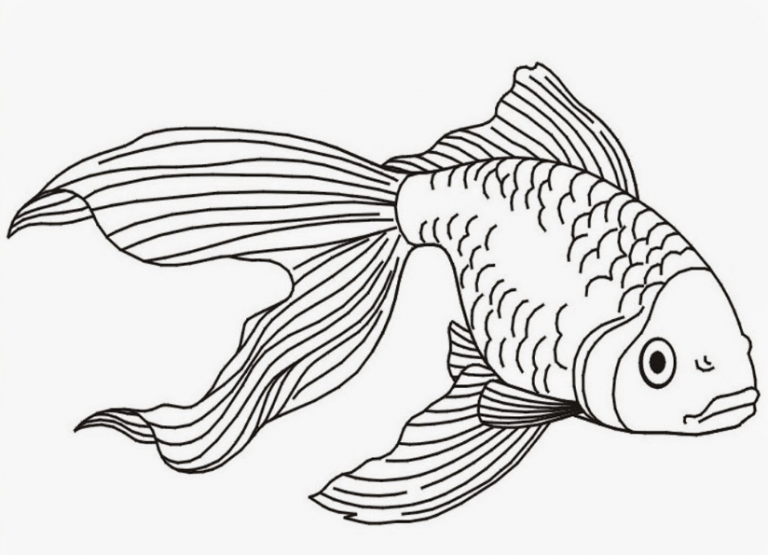 Keindahan Ikan Koi Dalam Sketsa