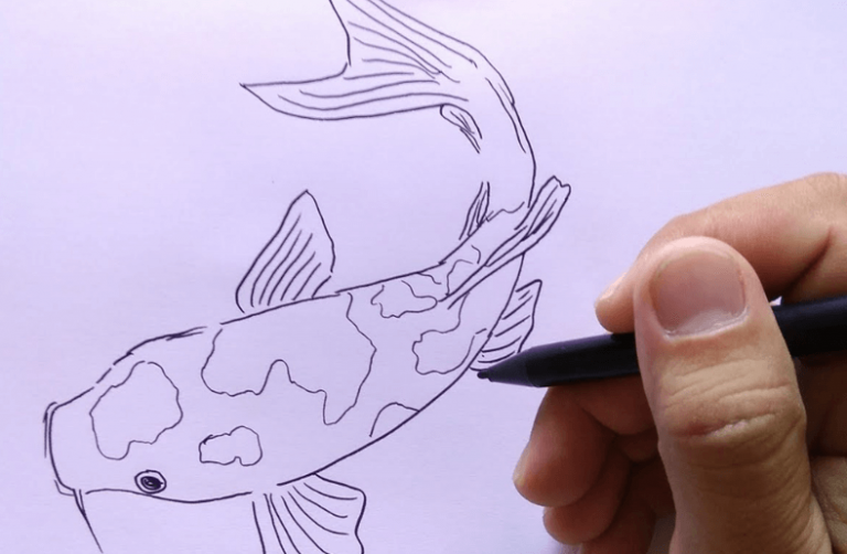 Cara Mudah  Membuat Sketsa  Gambar Ikan  Berikut Contoh Koi 