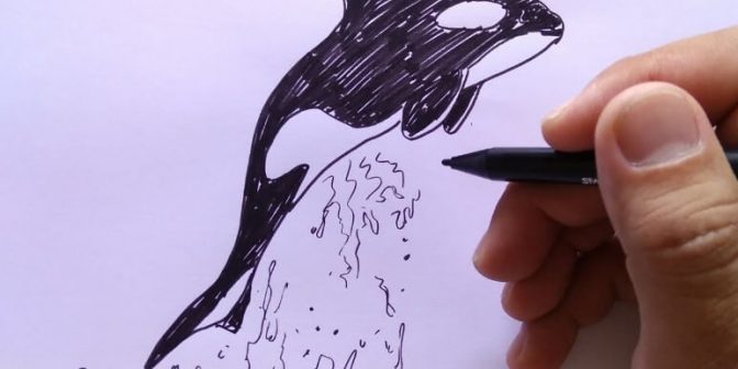 sketsa gambar ikan paus
