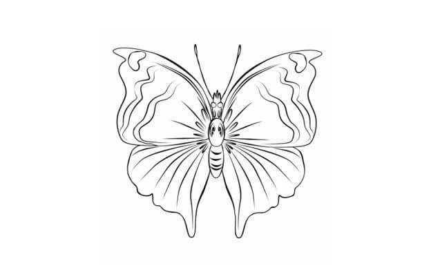 sketsa gambar kupu kupu terbang