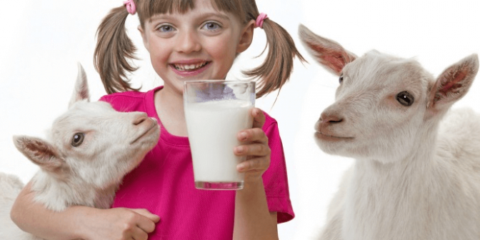 susu kambing untuk bayi