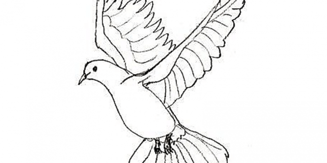 sketsa gambar burung merpati