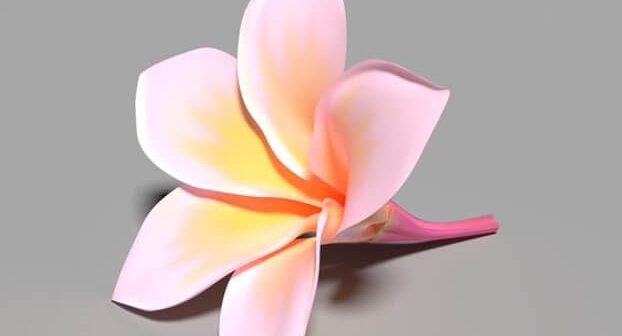 gambar bunga kamboja