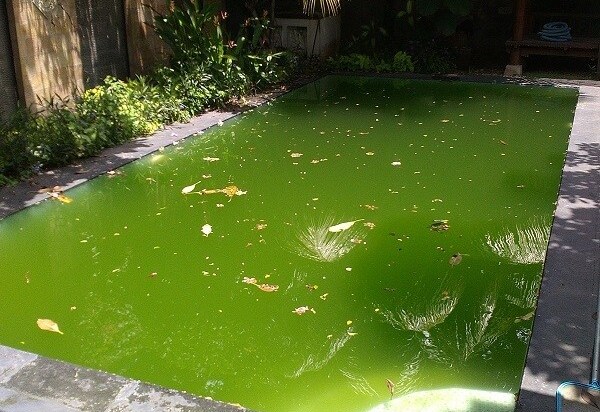 green pool water