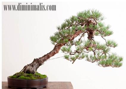manfaat tanaman bonsai untuk kesehatan, khasiat tanaman bonsai