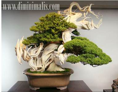 manfaat tanaman bonsai untuk kesehatan, khasiat tanaman bonsai