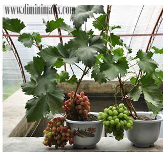  Tabulampot Taman Minimalis, taman depan rumah, tanaman buah dalam pot, tanaman buah di dalam pot