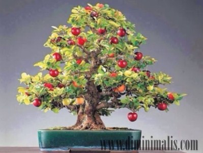 aneka tanaman bonsai buah, jenis tanaman bonsai buah, bonsai buah jeruk, cara membuat bonsai buah, cara membuat bonsai buah naga, cara membuat bonsai buah jeruk, cara membuat bonsai buah-buahan, pohon bonsai berbuah