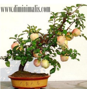 cara membuat bonsai buah, cara membuat bonsai buah naga, cara membuat bonsai buah jeruk, cara membuat bonsai buah-buahan, pohon bonsai berbuah