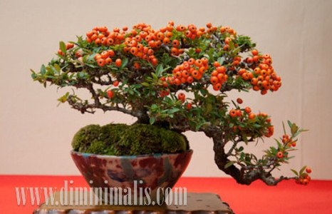ragam tanaman bonsai, cara membuat bonsai buah, cara membuat bonsai buah naga, cara membuat bonsai buah jeruk, cara membuat bonsai buah-buahan, pohon bonsai berbuah