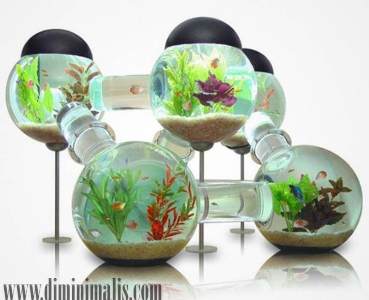 akuarium indah, aquarium indah, membuat akuarium indah