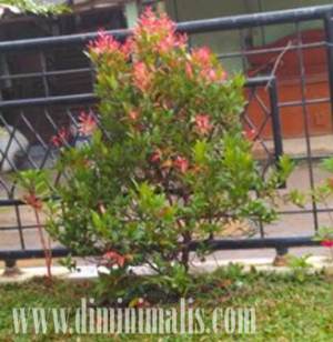 manfaat pohon pucuk merah, manfaat tanaman pucuk merah, manfaat tanaman pucuk merah bagi kesehatan