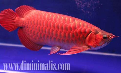 Ikan Akuarium Air Tawar, jenis ikan has air tawar, jenis ikan hias air tawar dan harganya