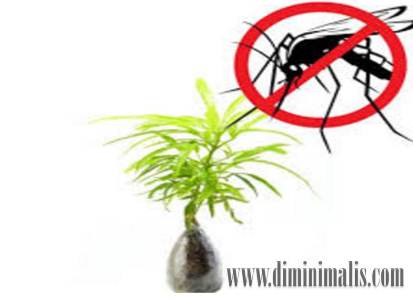 tanaman pengusir nyamuk, tanaman pengusir nyamuk paling ampuh, tanaman pengusir nyamuk alami