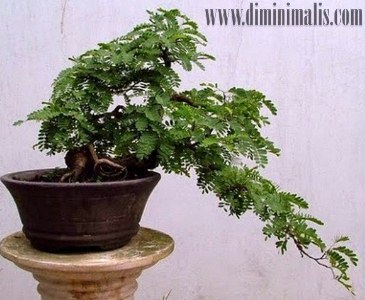 merawat bonsai asam jawa, cara merawat bonsai asam jawa, media tanam bonsai asam jawa