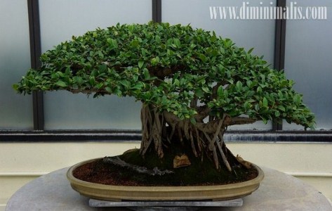 merawat bonsai beringin, cara merawat bonsai beringin, tips merawat bonsai beringin