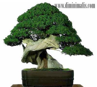 merawat bonsai beringin, cara merawat bonsai beringin, tips merawat bonsai beringin 