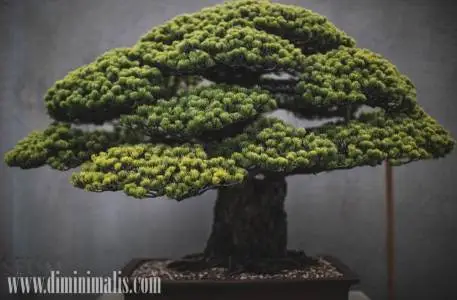 membuat bonsai
