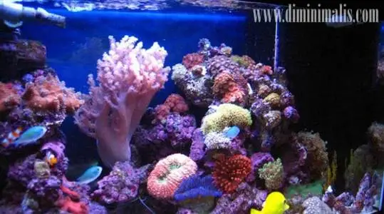 merawat karang akuarium air laut