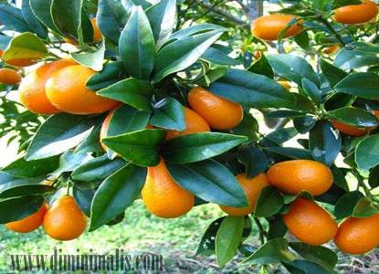 pohon buah yang dapat dijadikan tanaman hias, pengertian tanaman hias buah, contoh tanaman hias buah beserta penjelasannya, tanaman hias buah jeruk