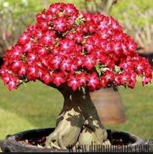 bunga adenium, kamboja jepang, adenium bonsai