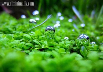 Jenis tumbuhan untuk aquascape, jenis tanaman aquascape, jenis tanaman karpet aquascape, macam-macam tanaman air untuk aquascape