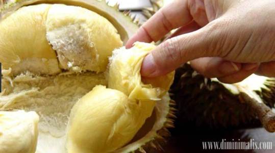 cara menanam pohon durian, cara menanam durian montong agar cepat berbuah, cara menanam pohon durian pendek, cara menanam durian cepat berbuah