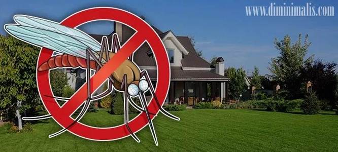 Mencegah nyamuk masuk ke dalam rumah, cara agar rumah bebas dari nyamuk, penyebab banyak nyamuk dalam rumah