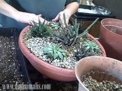 cara menanam kaktus, cara merawat kaktus agar berbunga, kondisi ideal bagi kaktus