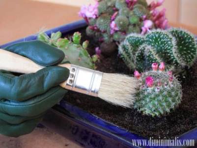 cara menanam kaktus, cara merawat kaktus agar berbunga, kondisi ideal bagi kaktus