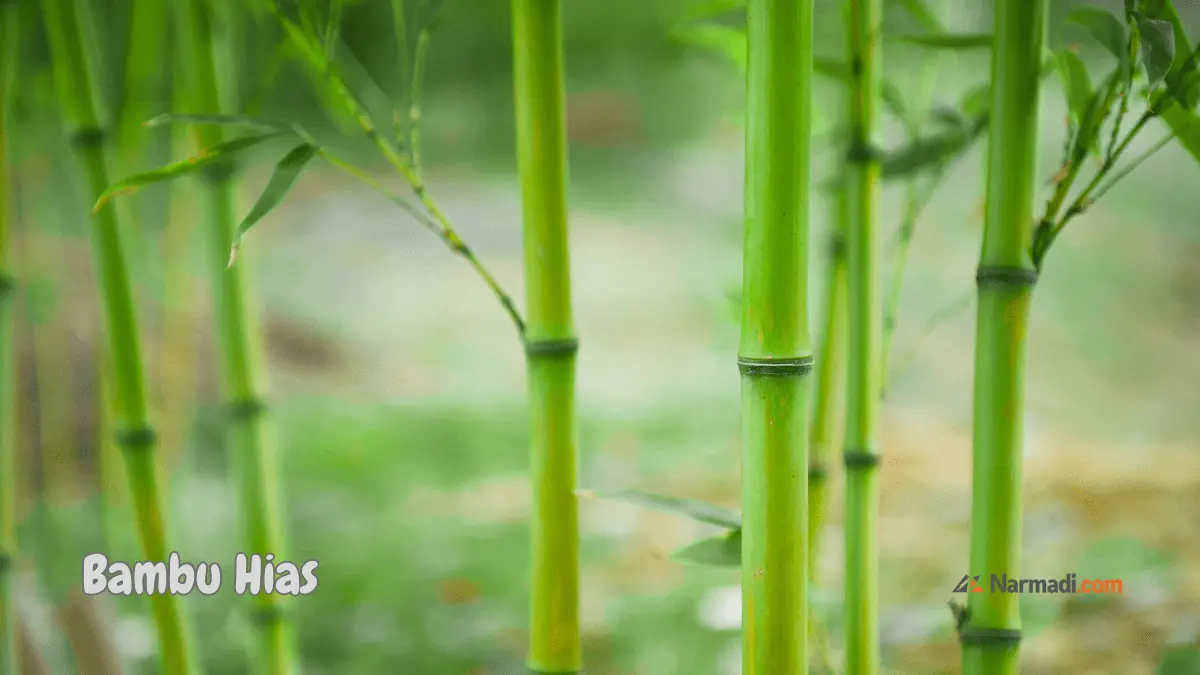 Pohon Bambu hias