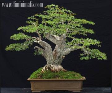  membuat bonsai asem jawa, cara membuat bonsai dari pohon asam, merawat bonsai asem jawa