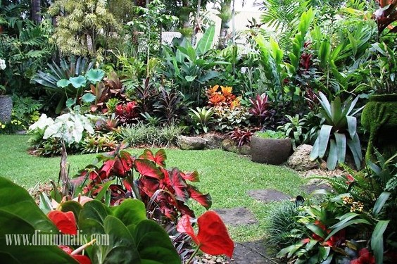 beragam jenis tanaman untuk taman tropis - narmadi.com/properti