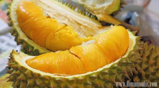  cara menanam durian musang king, keunggulan durian musang king, durian musang king malaysia