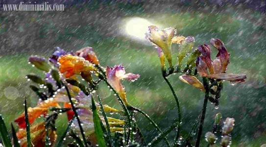  merawat tanaman saat musim hujan, merawat taman saat musim hujan, mengurus tanaman di musim penghujan